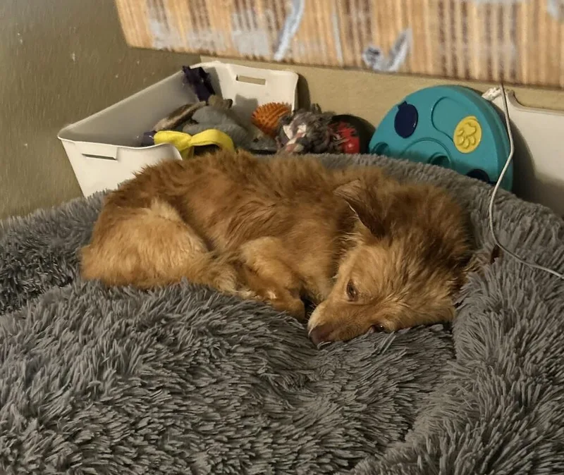 Ebenezer thumbnail 3