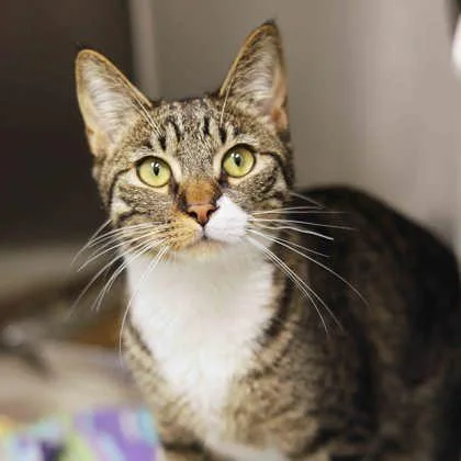 A young small-sized male Brown / Chocolate Domestic Short Hair cat named Jello for adoption in Atlanta, GA