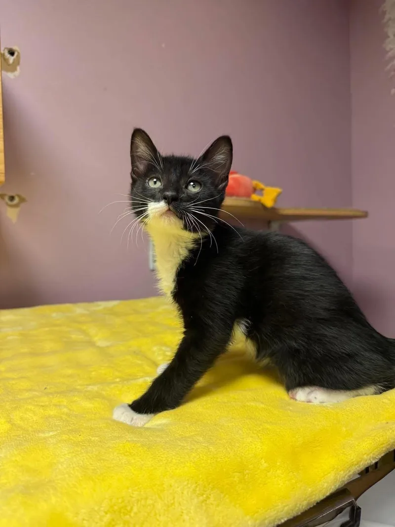 A young small-sized male Black & White / Tuxedo Domestic Short Hair cat named Lucino for adoption in Freeport, NY