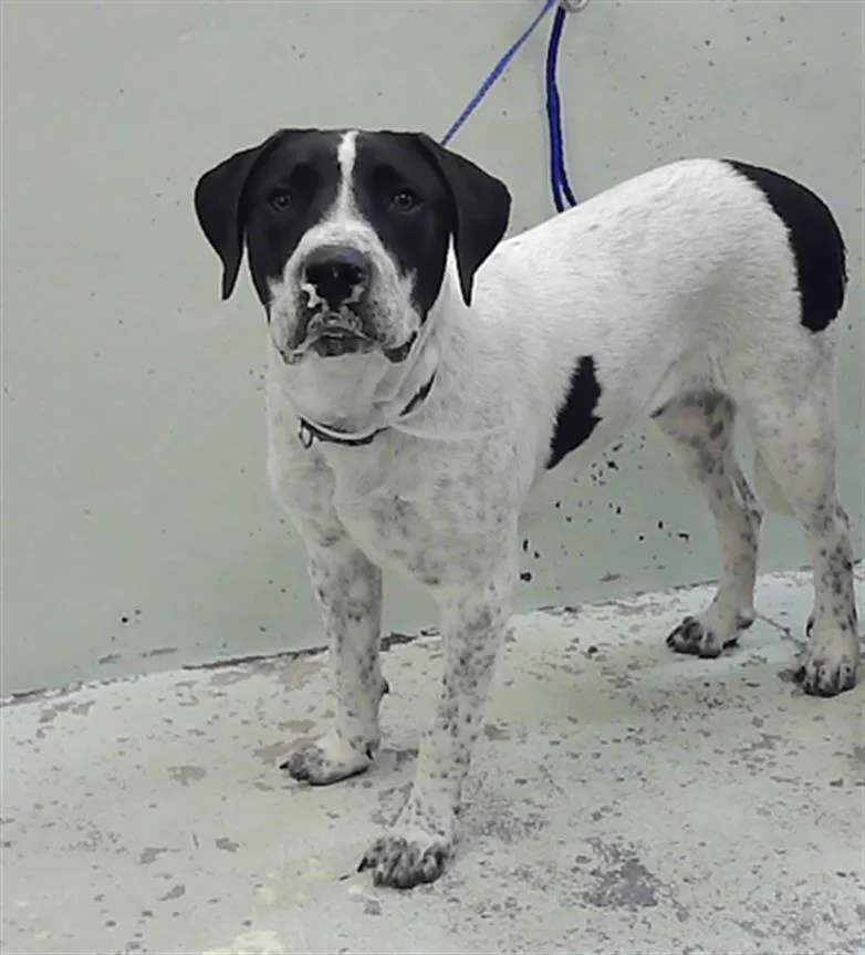 A young large-sized male Pointer dog named A for adoption in Houston, TX