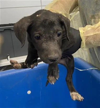 A baby large-sized female Mixed Breed dog named Minnie for adoption in Dallas, TX