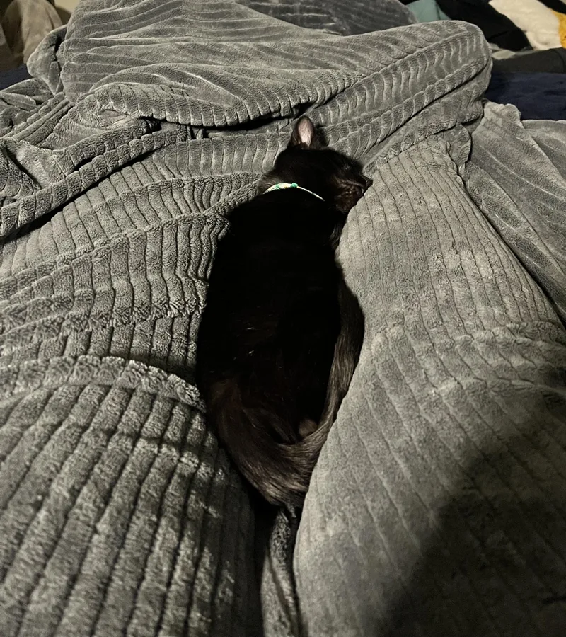 Meatball thumbnail 2