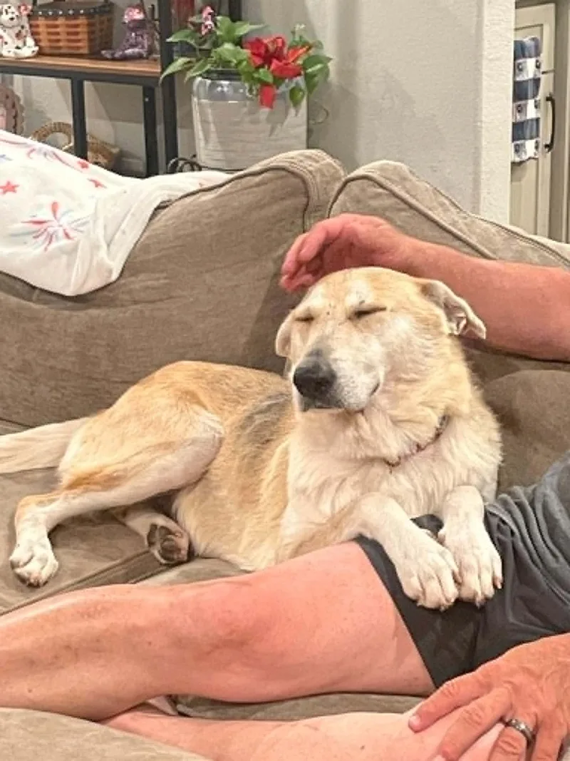 An adult large-sized female German Shepherd Dog dog named Libby for adoption in Houston, TX