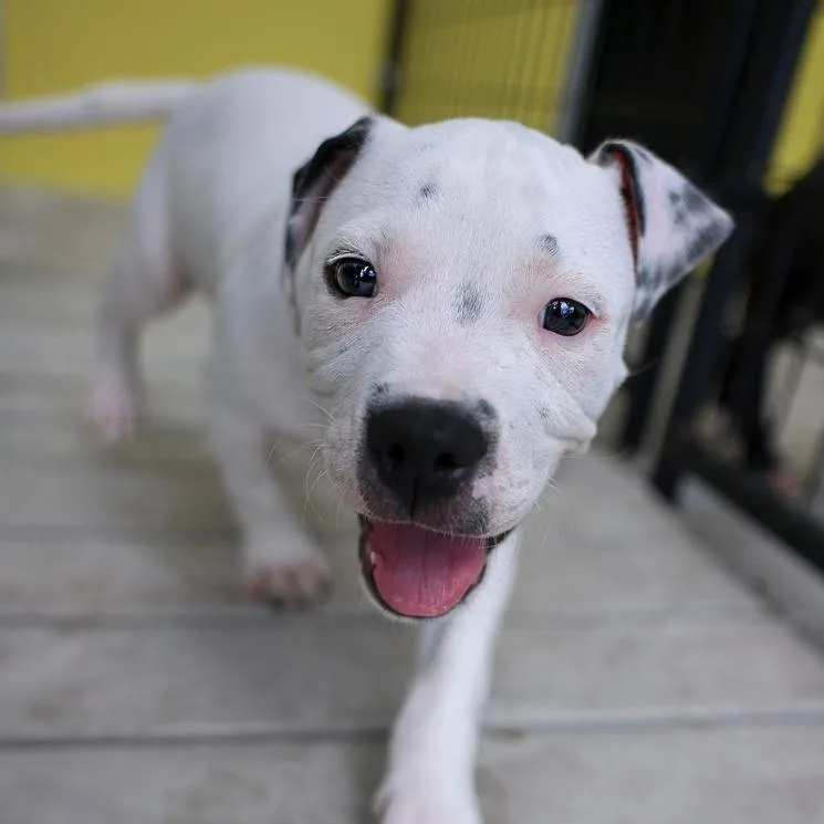 A baby medium-sized male White / Cream Mixed Breed dog named Cruise for adoption in Bradenton, FL