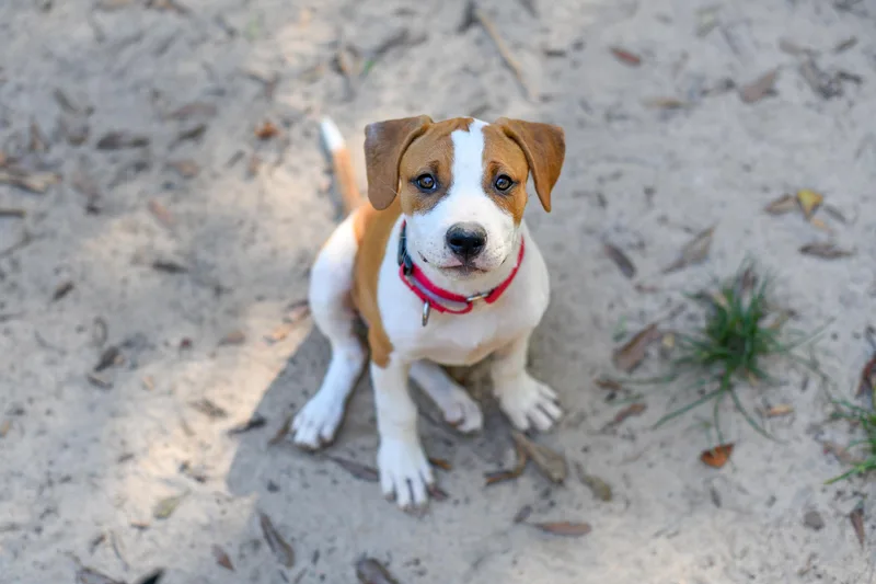 A baby medium-sized female Brown / Chocolate Mixed Breed dog named Winona for adoption in BONIFAY, FL