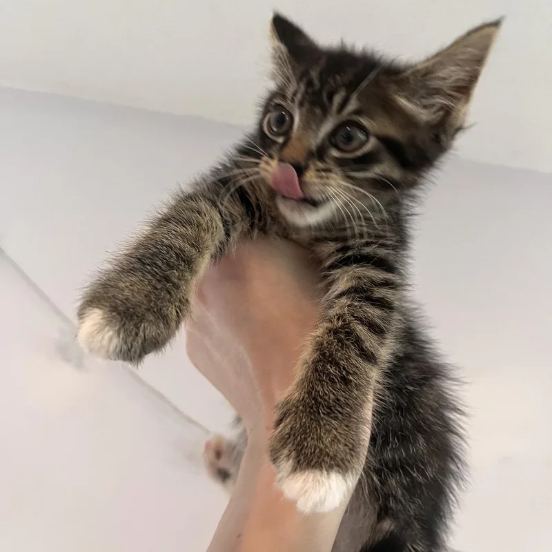 A baby small-sized male Brown / Chocolate Domestic Short Hair cat named Satyr for adoption in Salisbury, MA