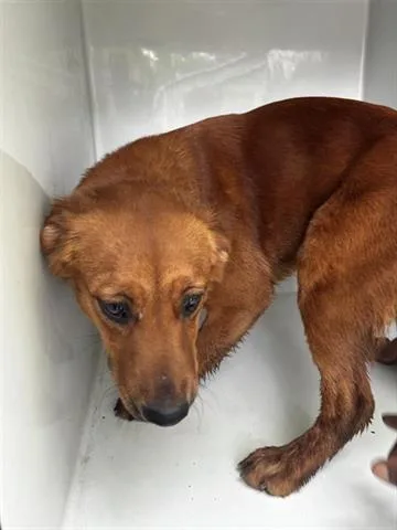 A young medium-sized female Golden Retriever dog named A for adoption in Houston, TX