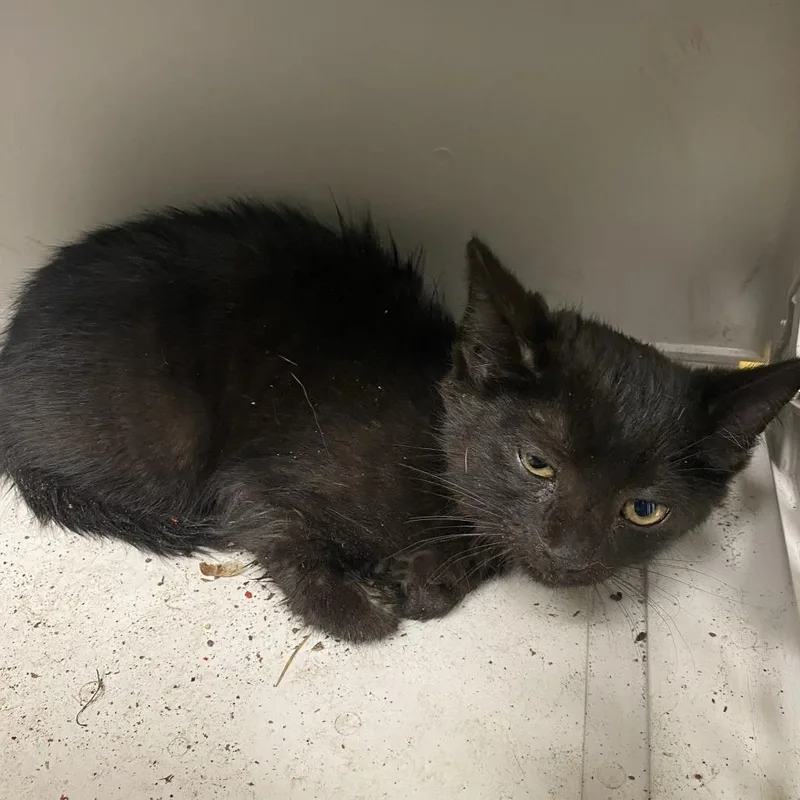 A baby small-sized male Black Domestic Short Hair cat named 71590 for adoption in Harrisonburg, VA