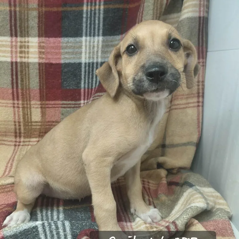 A baby small-sized female Hound dog named Gail for adoption in New Tazewell, TN
