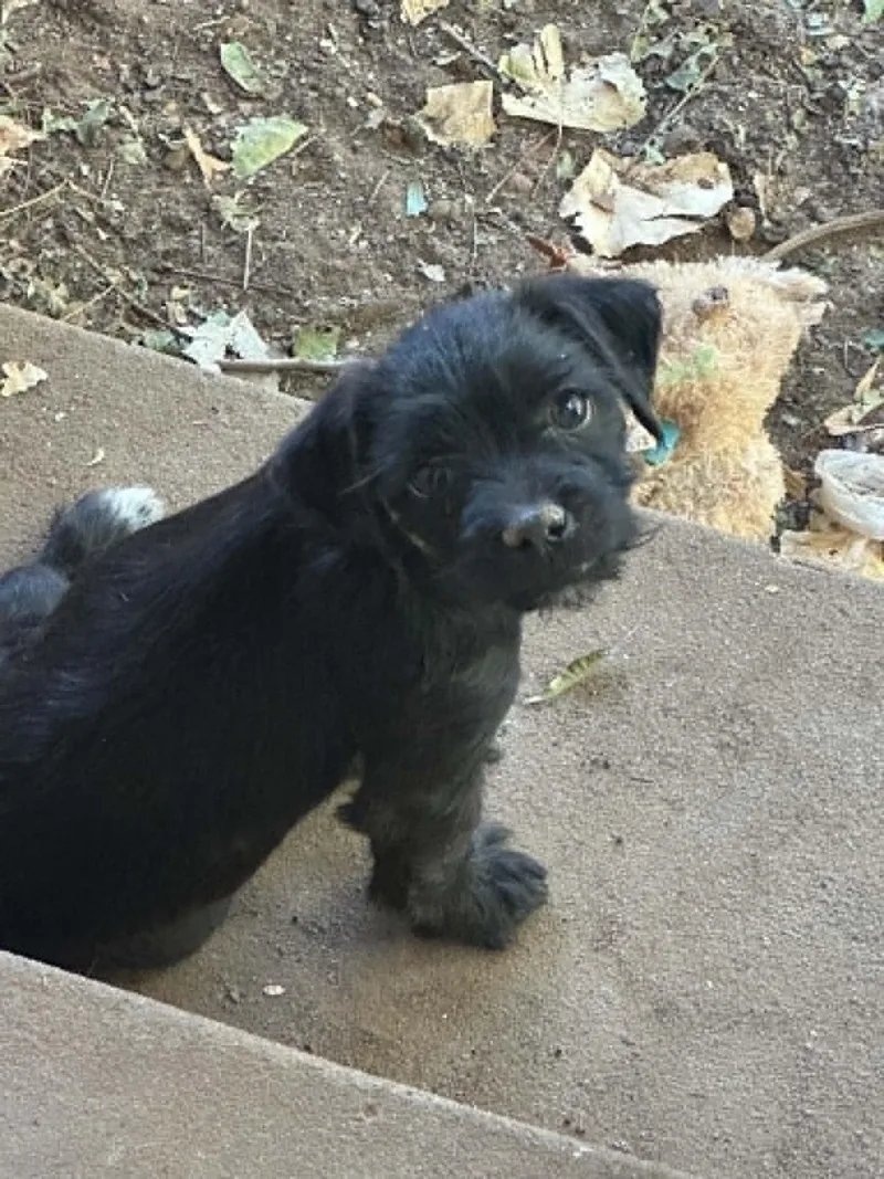 Archie
