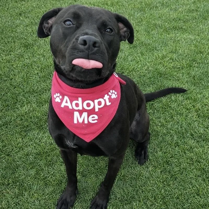 An adult medium-sized female Black Mixed Breed dog named Clover for adoption in Binghamton, NY