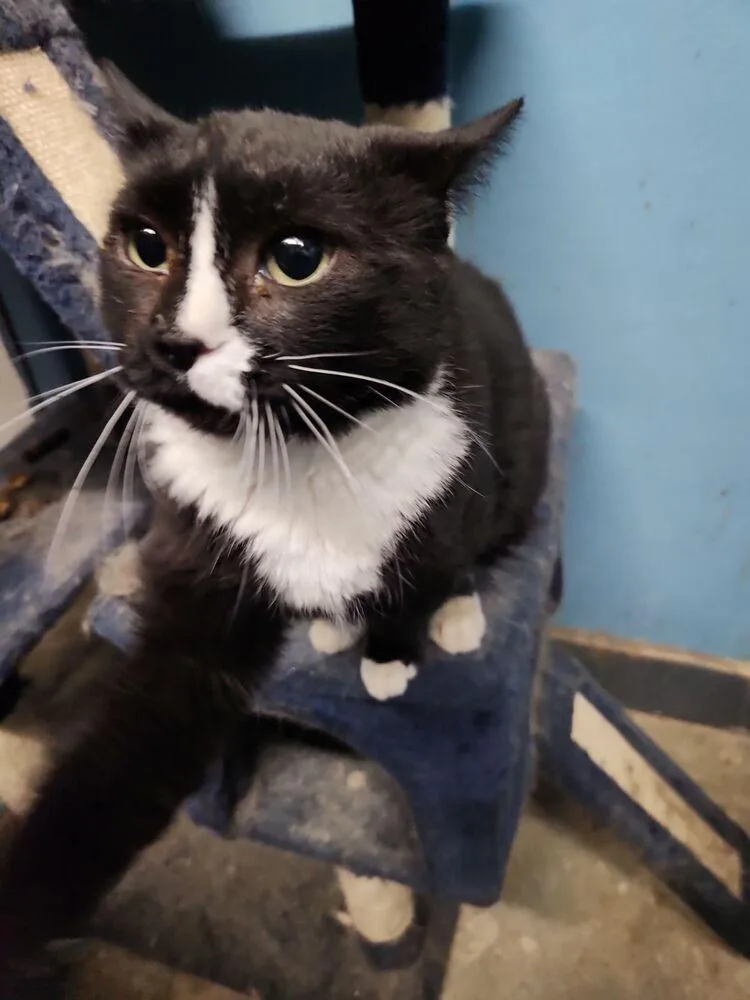 Gardenia thumbnail 2