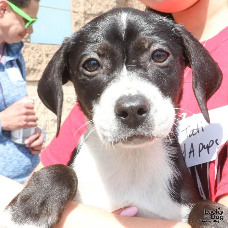 A baby large-sized female Shepherd dog named Aspen for adoption in Washington, DC