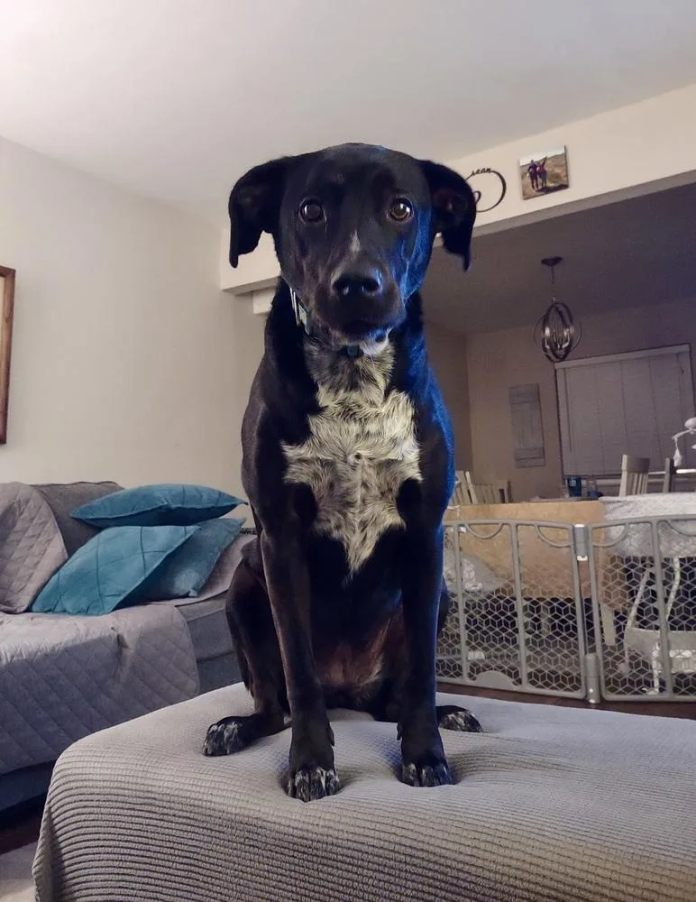 An adult large-sized female Tricolor (Brown, Black, & White) Labrador Retriever dog named Abby for adoption in Greenlawn, NY