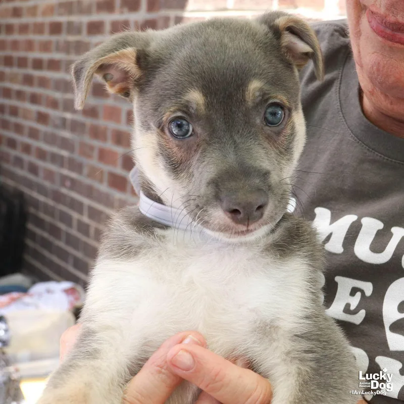 A baby medium-sized male Retriever dog named Abu for adoption in Washington, DC
