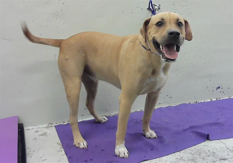 A young small-sized male Mastiff dog named Saldat for adoption in Houston, TX