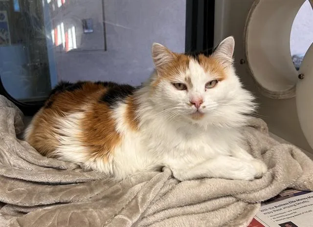 An adult large-sized female Domestic Medium Hair cat named Rosemary for adoption in San Jose, CA