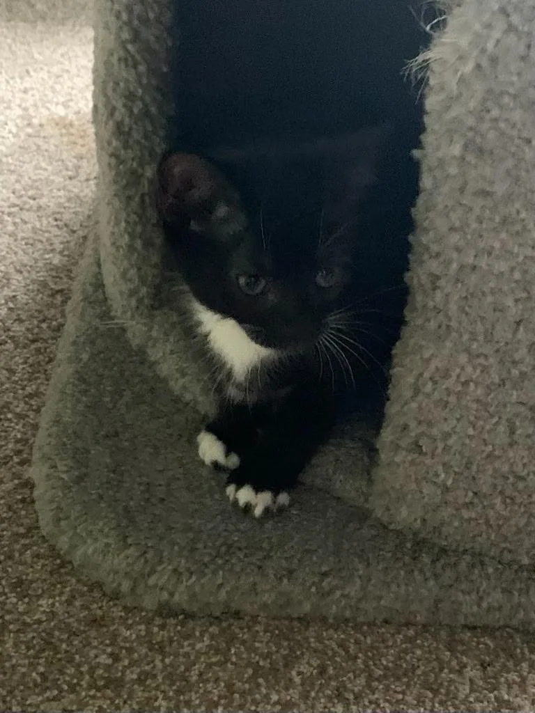 A baby medium-sized male Black & White / Tuxedo Tuxedo cat named Saturday for adoption in Pasco, WA