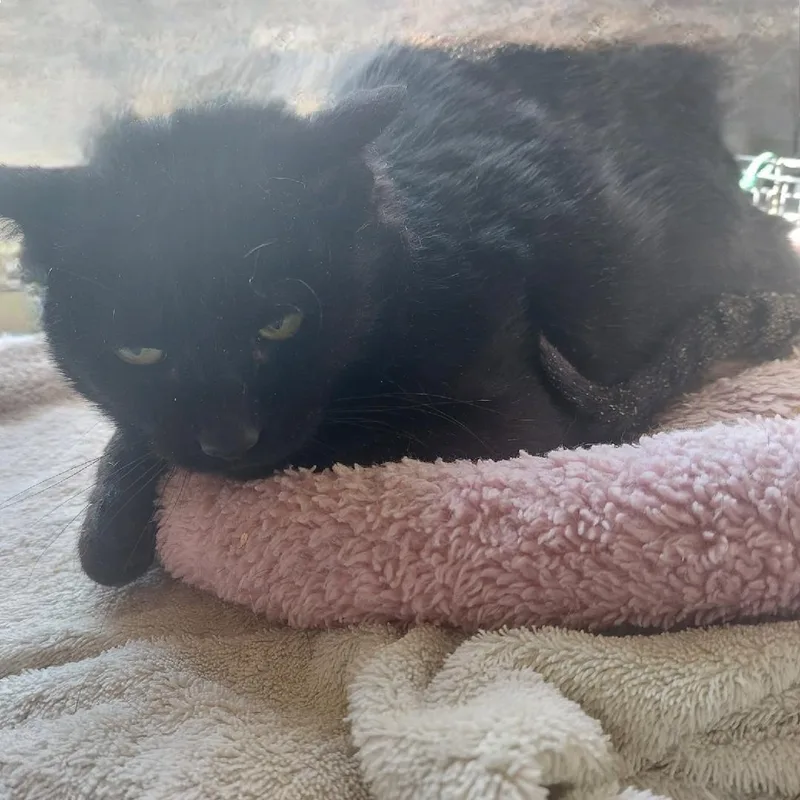 Licorice thumbnail 2