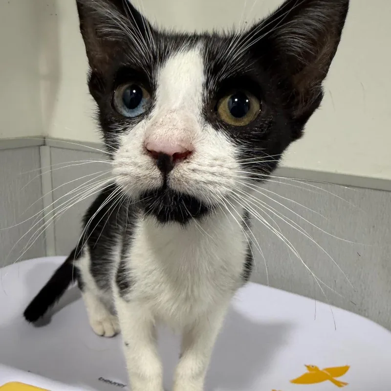A baby small-sized female Black Domestic Short Hair cat named Ginny for adoption in Tampa, FL