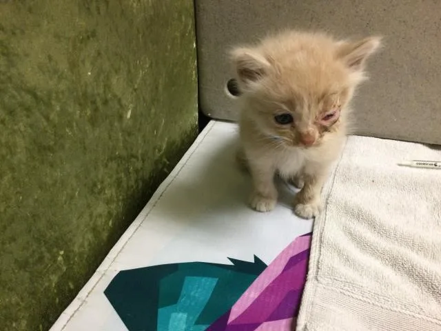 A baby small-sized male Domestic Short Hair cat named Silk for adoption in Riverside, CA