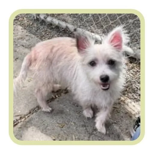 An adult small-sized female White / Cream Terrier dog named Frannie for adoption in Eureka, CA