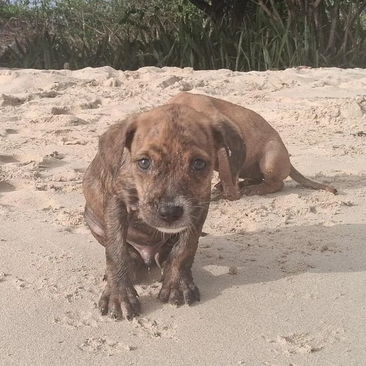 A baby medium-sized male Brindle Mixed Breed dog named Trap for adoption in Frederiksted, VI