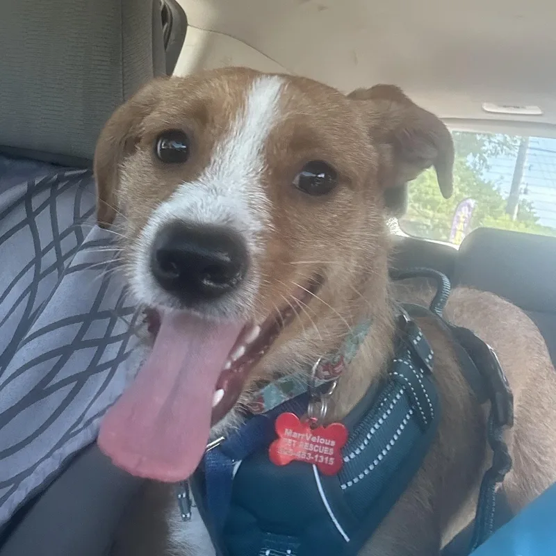 A young small-sized male Apricot / Beige Mixed Breed dog named Shep for adoption in Key Largo, FL