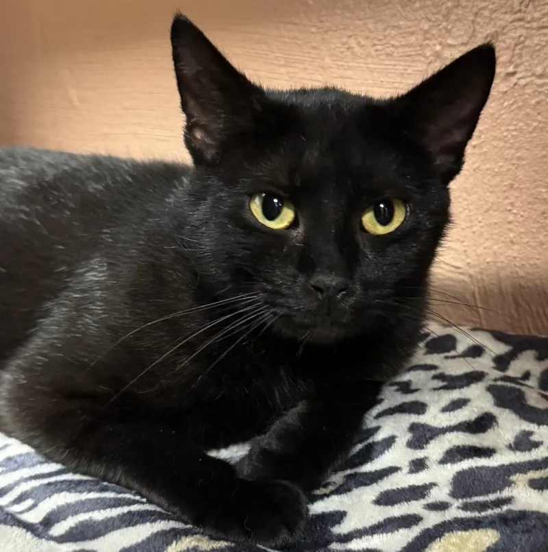 A young medium-sized female Domestic Short Hair cat named Ember for adoption in Olean, NY