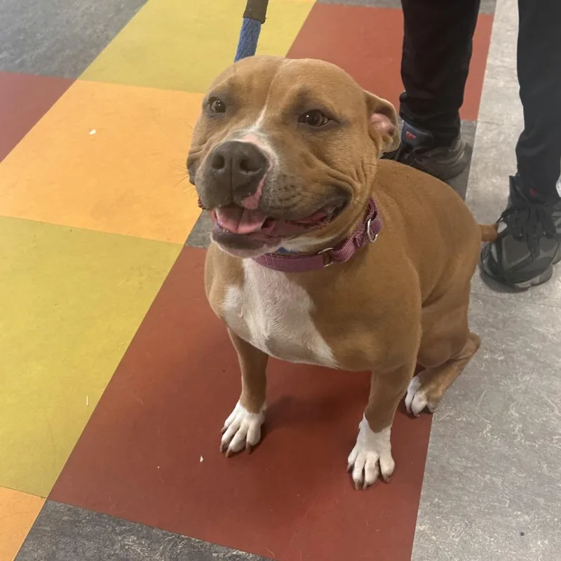 An adult medium-sized female Yellow / Tan / Blond / Fawn Mixed Breed dog named Mama Llama for adoption in Philadelphia, PA