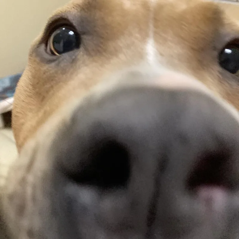 Mama Llama thumbnail 2