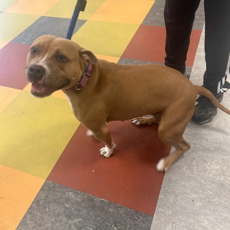 Mama Llama thumbnail 3