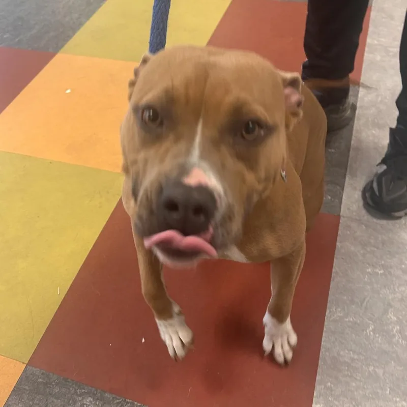 Mama Llama thumbnail 4