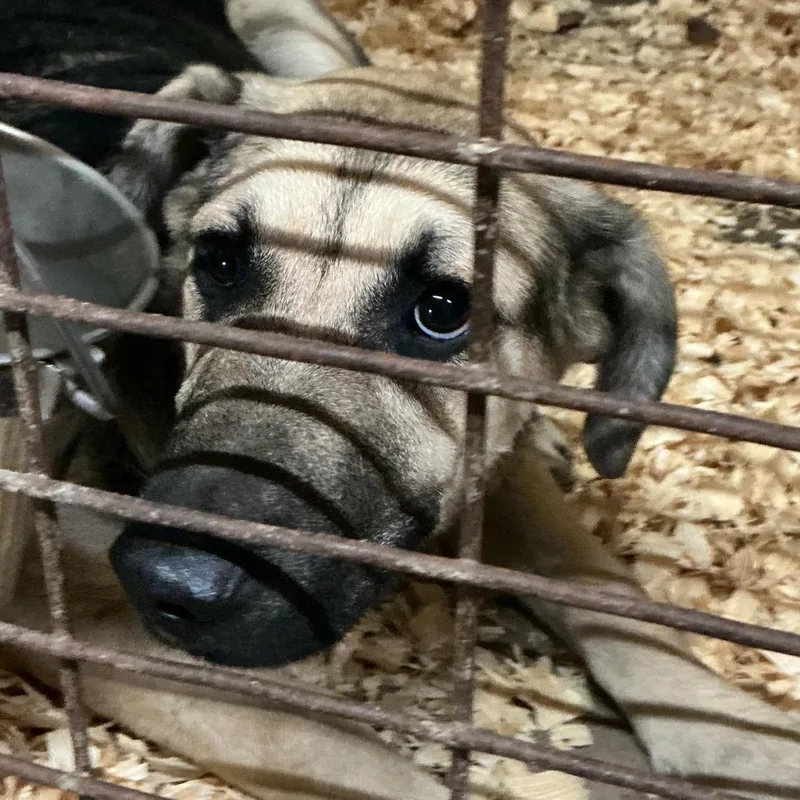 A young medium-sized male Mixed Breed dog named Flash for adoption in Durant, OK