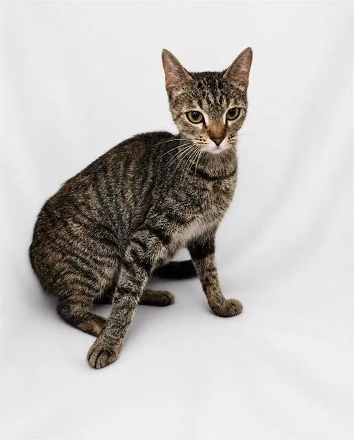A young small-sized female Domestic Short Hair cat named Linda for adoption in Winter Haven, FL