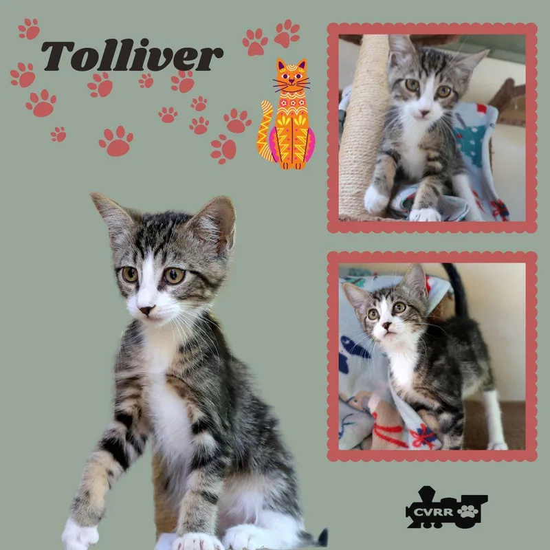 A young medium-sized male Tabby cat named Tolliver for adoption in LINDSAY, CA