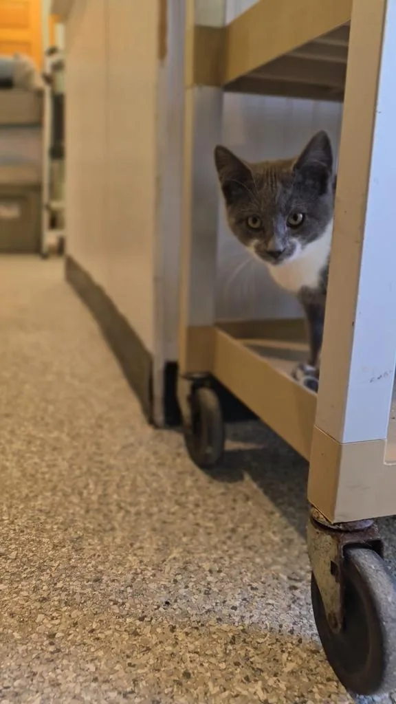 A baby medium-sized female Domestic Short Hair cat named Misty for adoption in Athens, OH