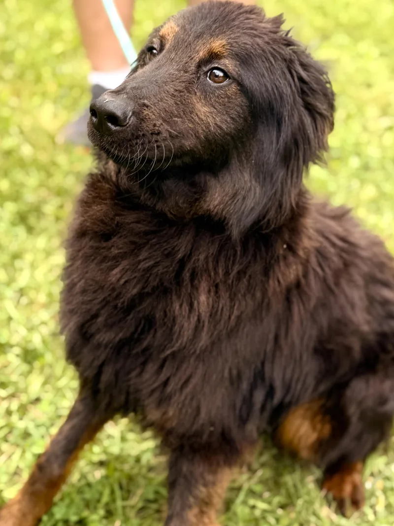 A young medium-sized male Black German Shepherd Dog dog named Odin Transport for adoption in Gradyville, KY
