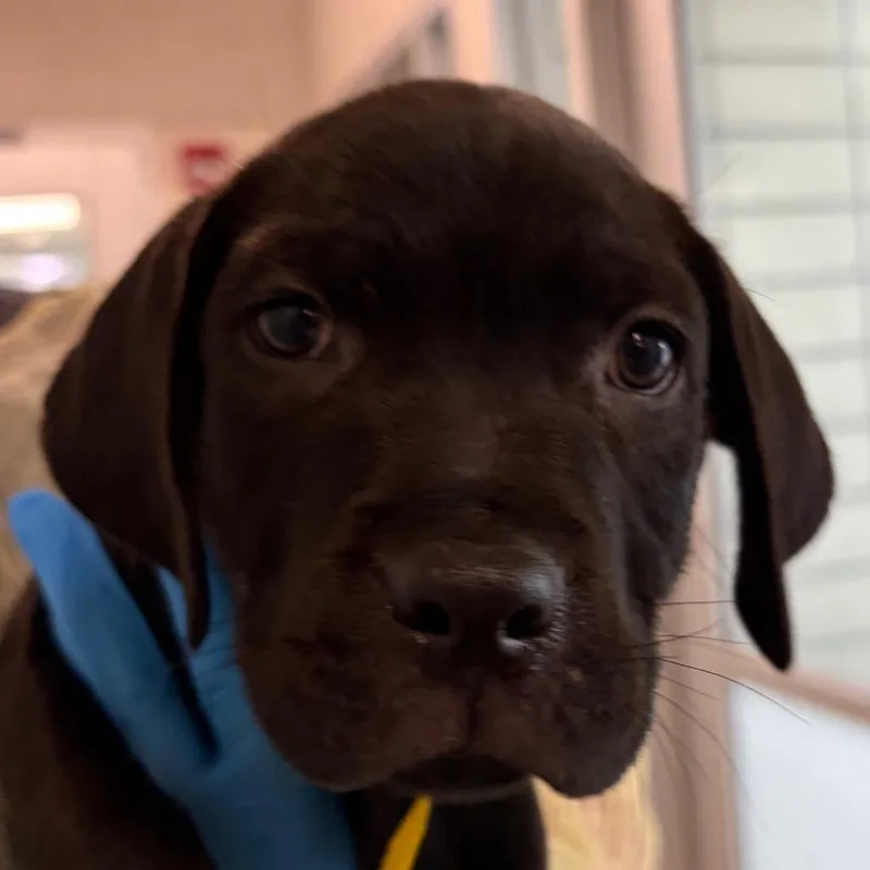 A baby small-sized male Black Mixed Breed dog named Benny for adoption in Middletown, RI