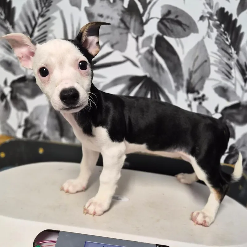 A baby small-sized female Black Dachshund dog named Chili for adoption in Wahiawa, HI