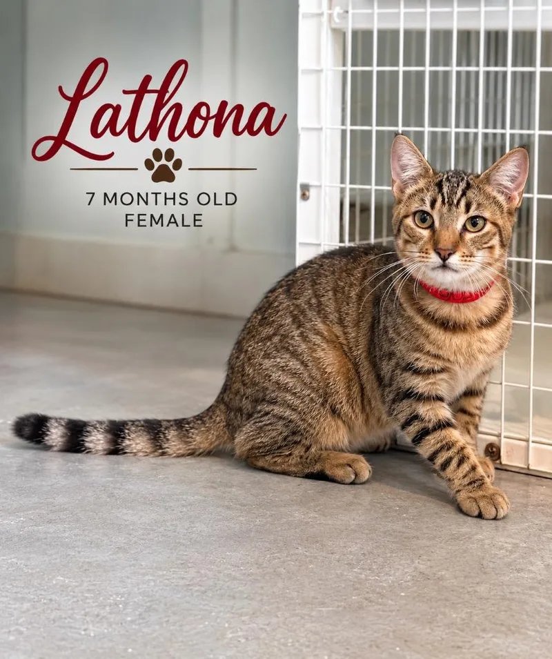 Lathona thumbnail 2