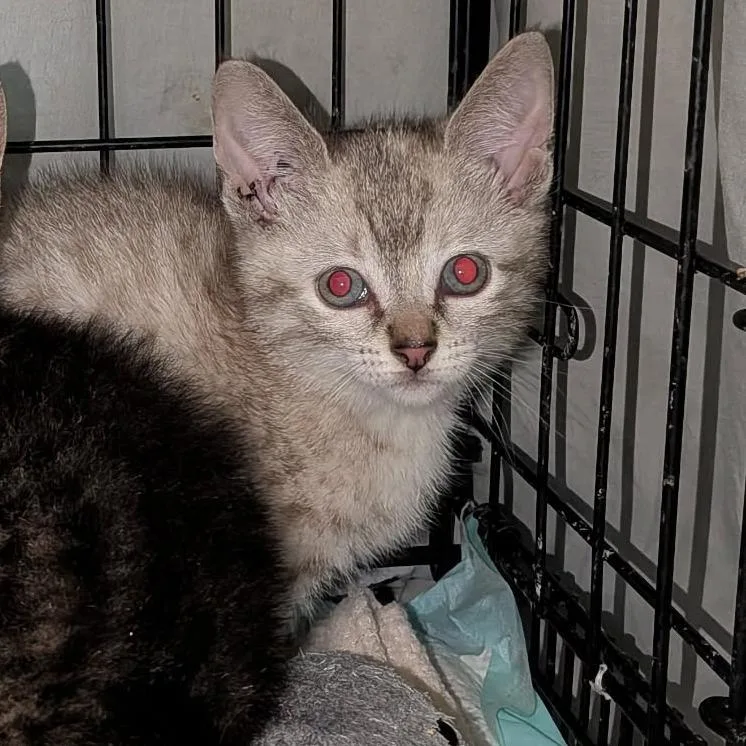 A baby medium-sized female Domestic Short Hair cat named Eileen for adoption in Skokie, IL