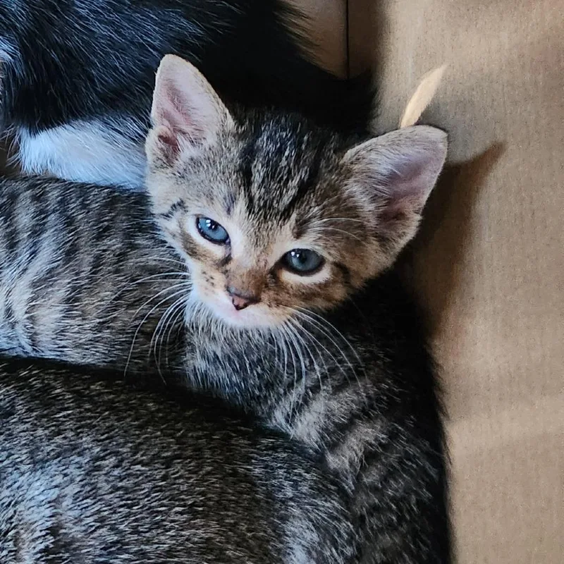 A baby small-sized male Brown / Chocolate Domestic Short Hair cat named Chicken Wing for adoption in Greensboro, NC
