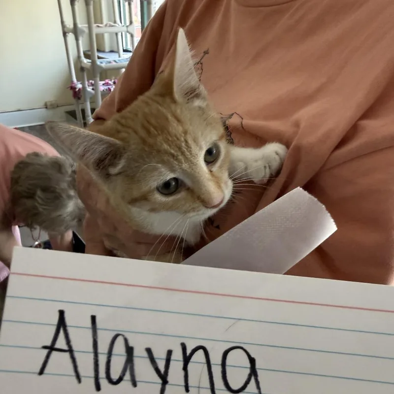 A baby small-sized female American Shorthair cat named HappyAlayna for adoption in Pittsburgh, PA