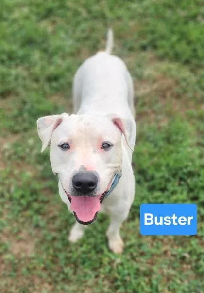 Buster thumbnail 2