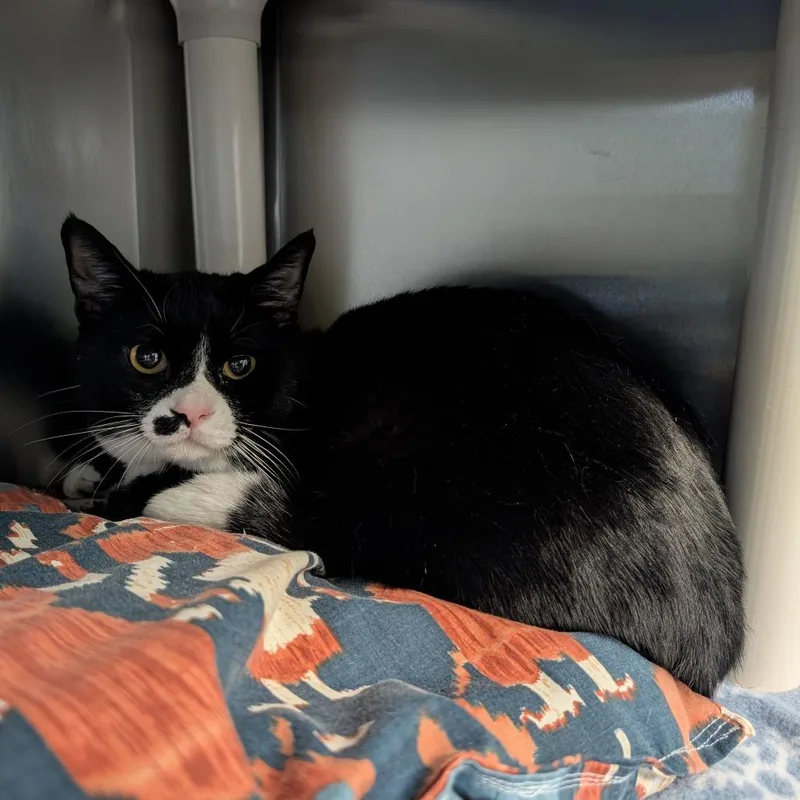 A young medium-sized male Black Domestic Short Hair cat named Socks for adoption in Emporia, KS