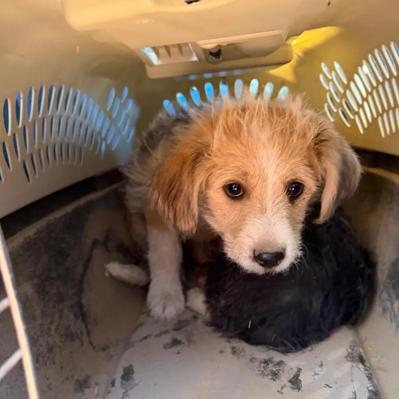 A baby medium-sized female Border Collie dog named Mango for adoption in Tacoma, WA
