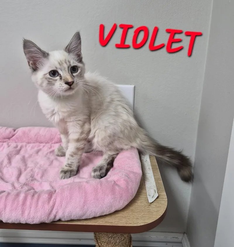 A baby medium-sized female Domestic Short Hair cat named Violet for adoption in Rome, GA
