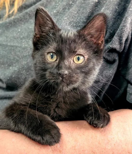 A baby small-sized male Domestic Short Hair cat named Caspian for adoption in Canfield, OH