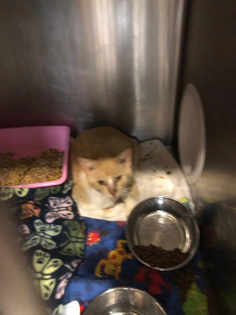 A young medium-sized male Domestic Short Hair cat named Johnson for adoption in Columbia, TN